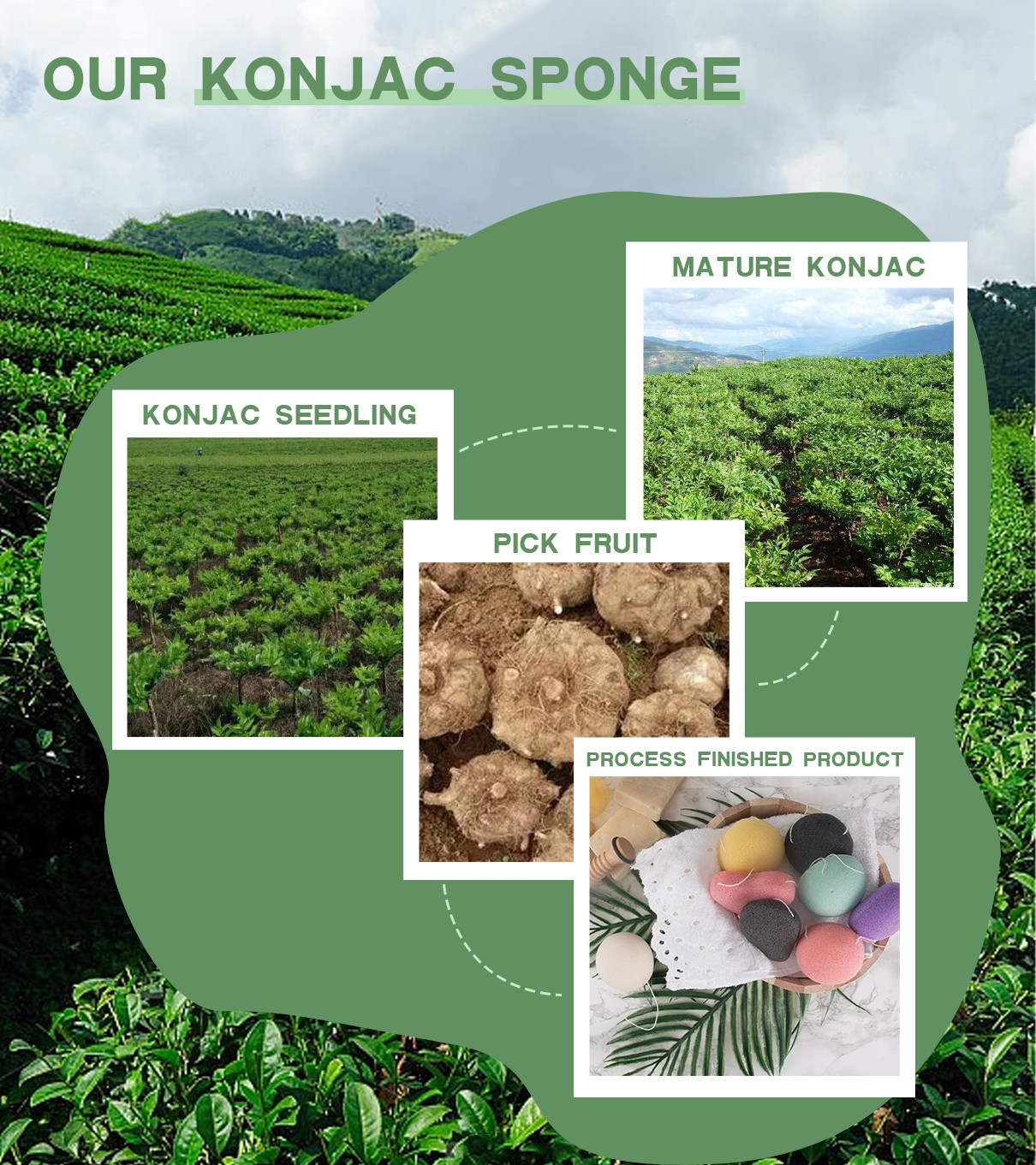 último caso de la compañía sobre Las esponjas Konjac se derivan del tubérculo de la planta Konjac